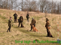 Hundetræning forår 2017